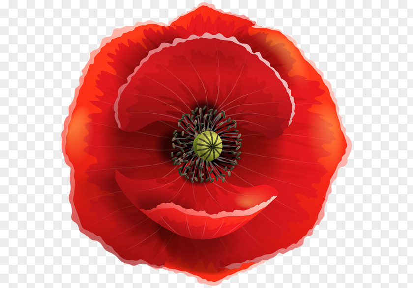 Poppy/ Remembrance Poppy Armistice Day Common Flower PNG