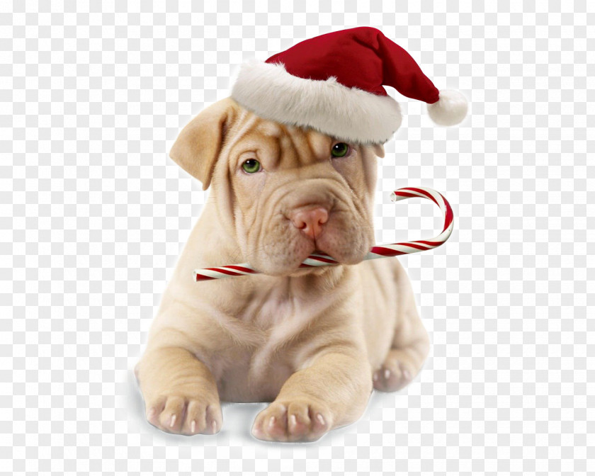 Puppy Boxer Dog Grooming Christmas Santa Claus PNG