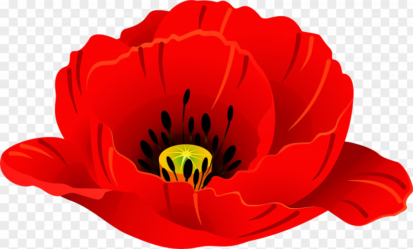 Red Flower Petal Plant Poppy PNG