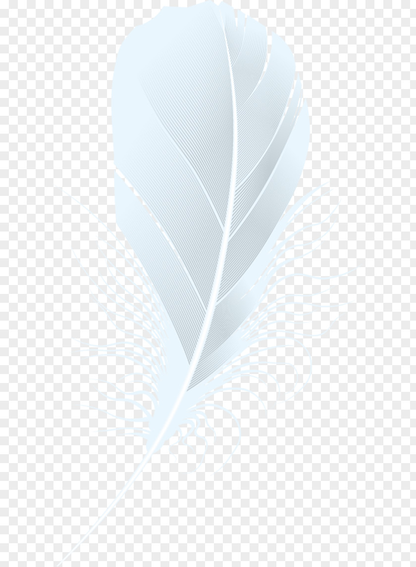 White Feather. PNG