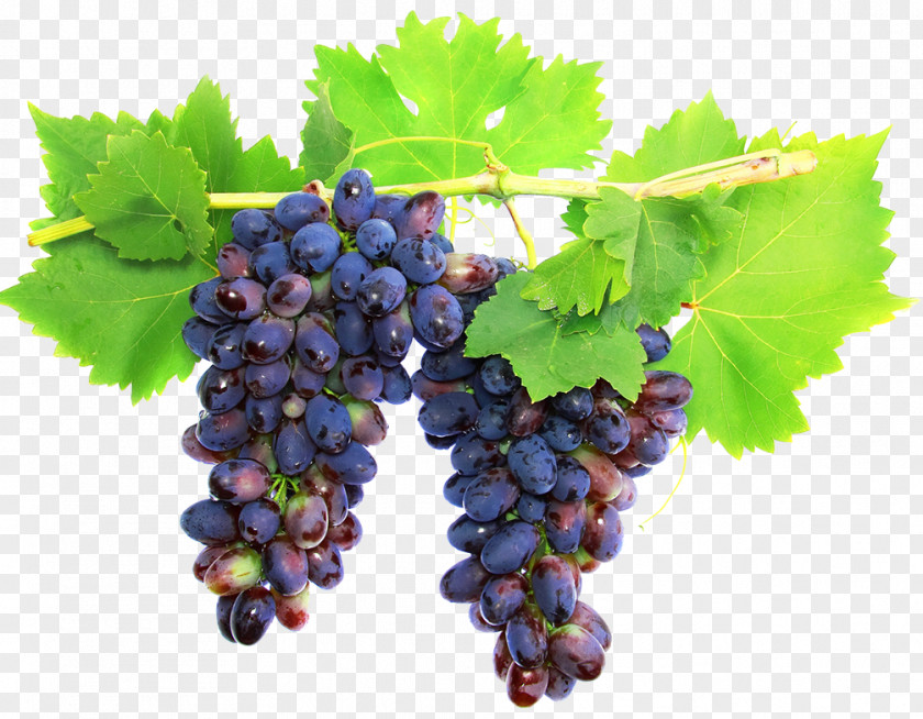 Wine White Cabernet Sauvignon Grape Red PNG