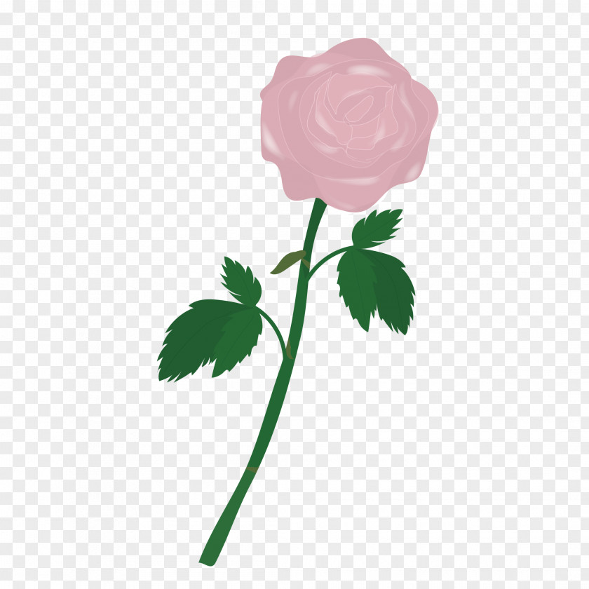 Apink Garden Roses Cabbage Rose Pink PNG
