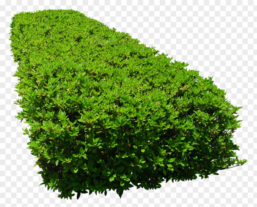 Bushes Flower Garden Tree PNG