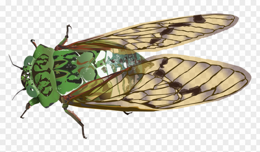 Cigar Vector Insect Cicadas Cicadidae Butterfly PNG