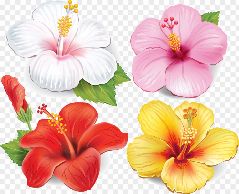 Hibiscus Vector Flower Drawing Clip Art PNG