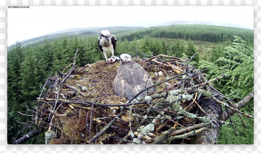 Tree NEST+m PNG