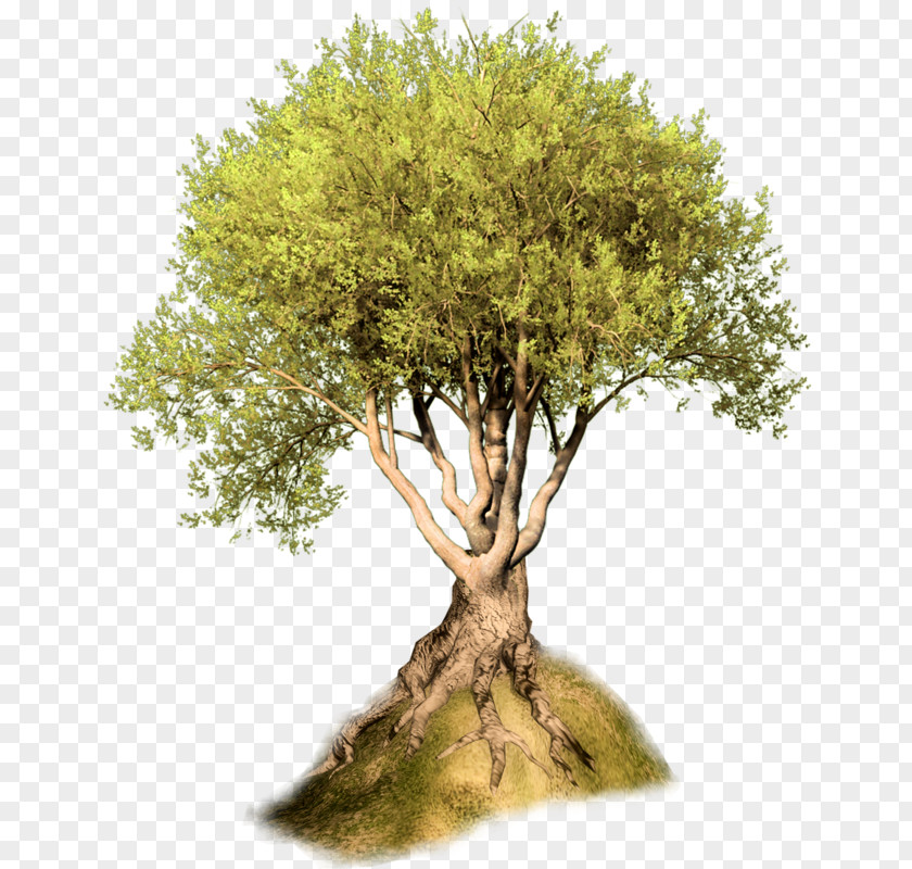 Tree Woody Plant Oak Blog Clip Art PNG