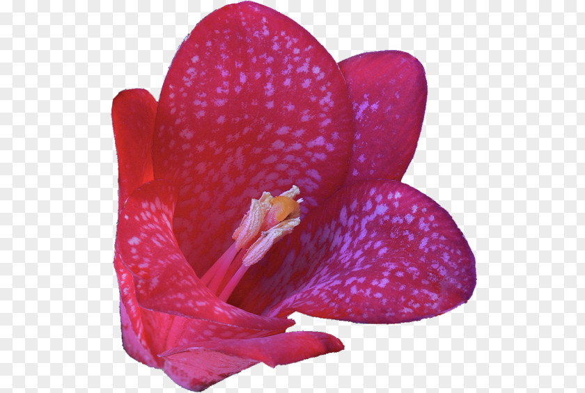 Bellflower The Language Of Flowers Petal Song Japanese Idol Casting PNG