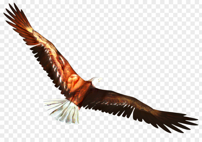 Falconiformes Goose Cartoon Bird PNG