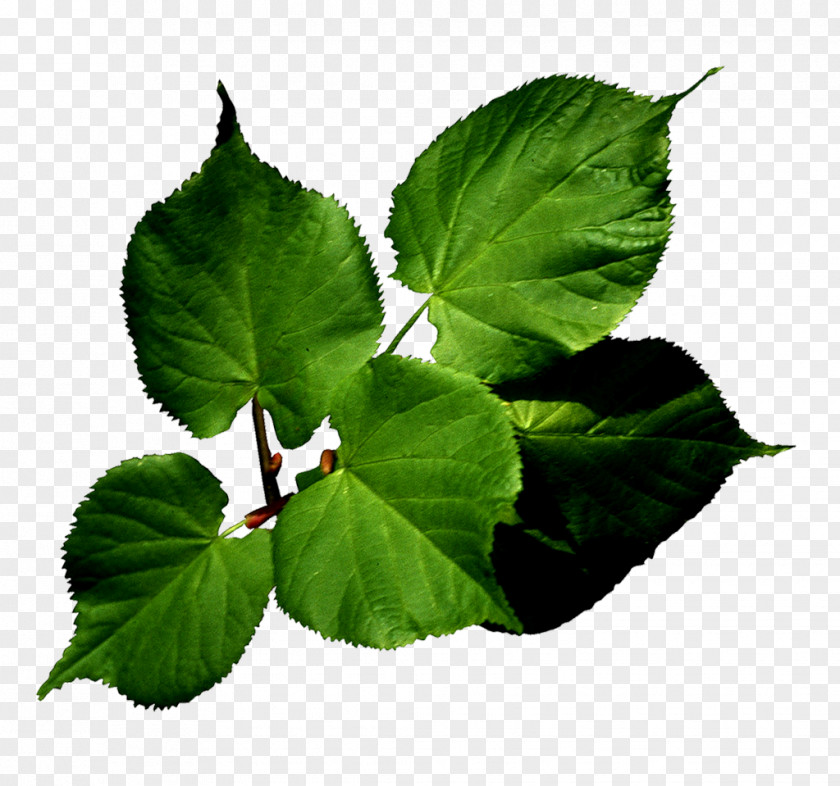 Leaf Green IVysílání Flower PNG