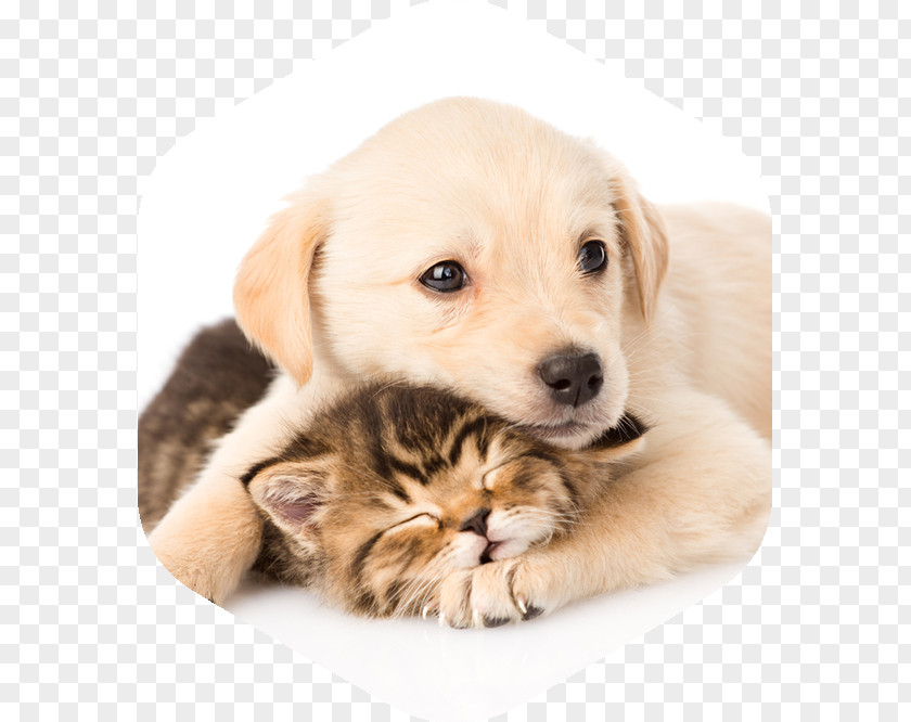 Puppy Labrador Retriever Whiskers Kitten Golden PNG