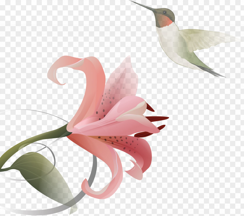 Hand-painted Lily Hummingbird Lilium Flower Clip Art PNG