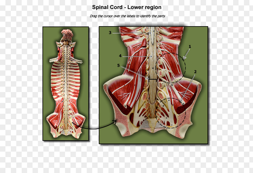Human Anatomy Spinal Cord Cross Section Lumbar Nervous Tissue PNG
