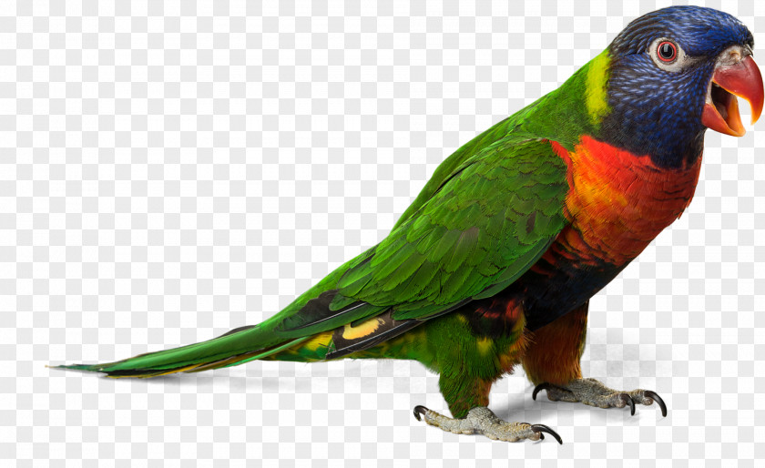 Parrot Bird Cockatiel Gulls PNG