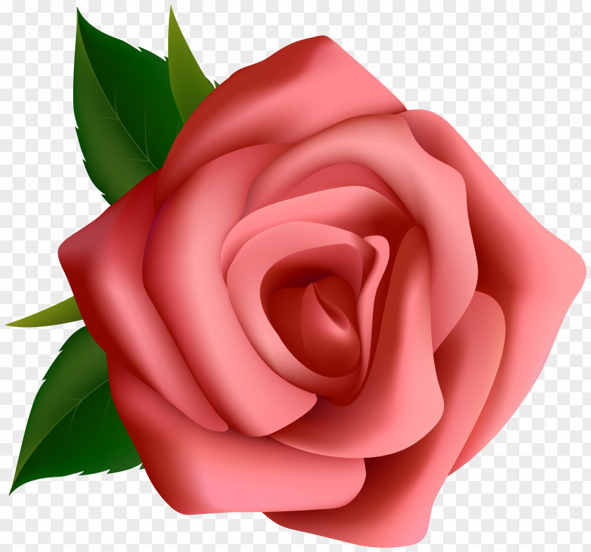 Red Rose Clipart Image Pink Clip Art PNG