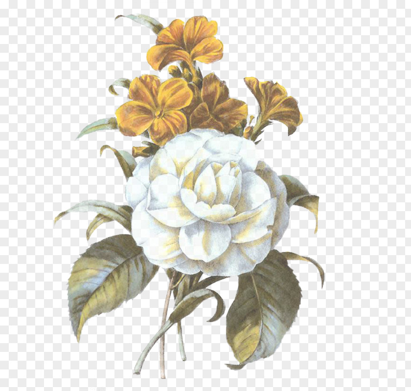 Rose Family Cut Flowers PNG