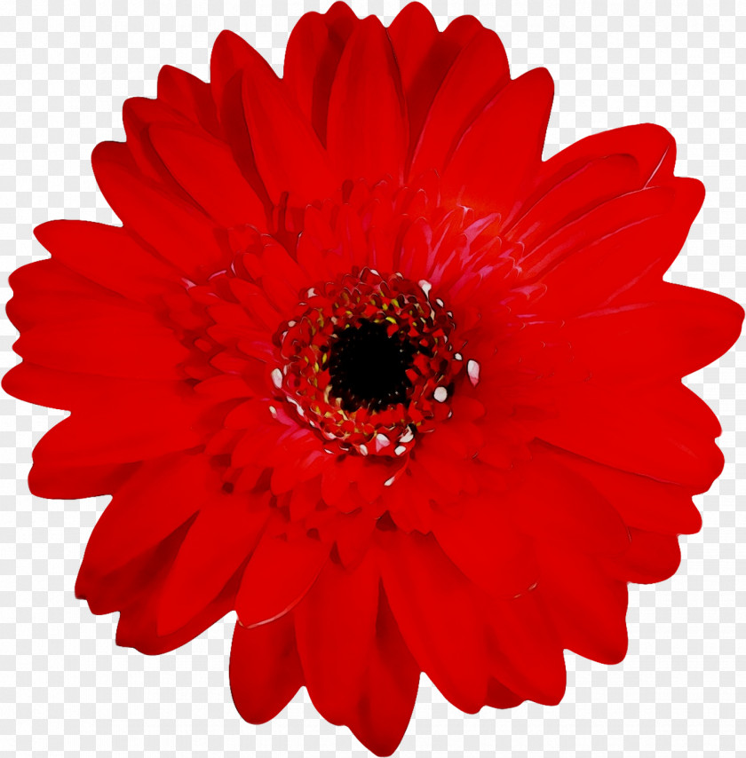 Stock Photography Stock.xchng Royalty-free Vector Graphics Transvaal Daisy PNG