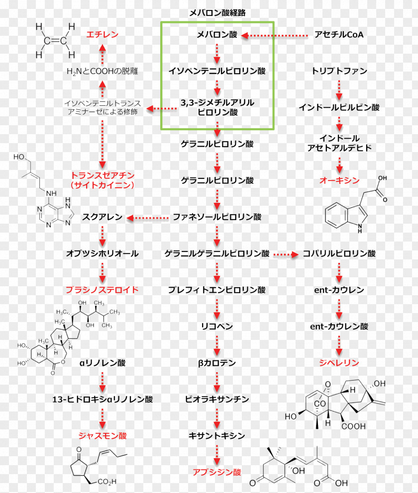 Atlas Jasmonic Acid Plant Hormone Biosynthesis Steroid PNG