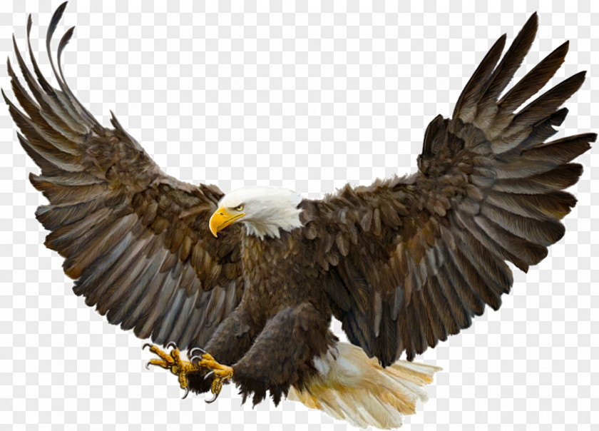 Bird Bald Eagle Golden Drawing PNG