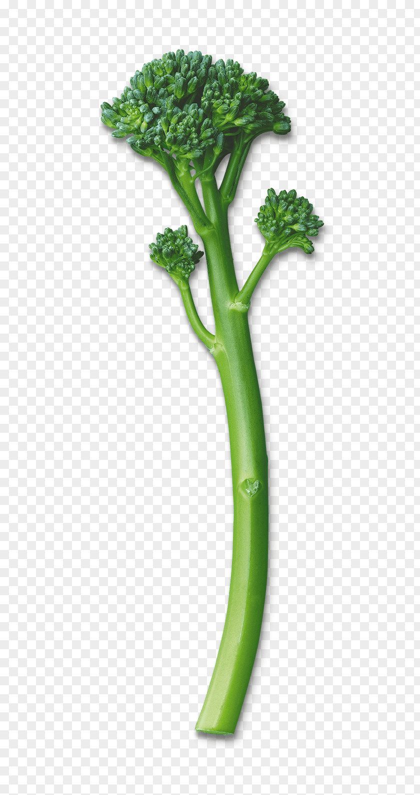 Broccoli Rapini Broccolini Leaf Vegetable PNG