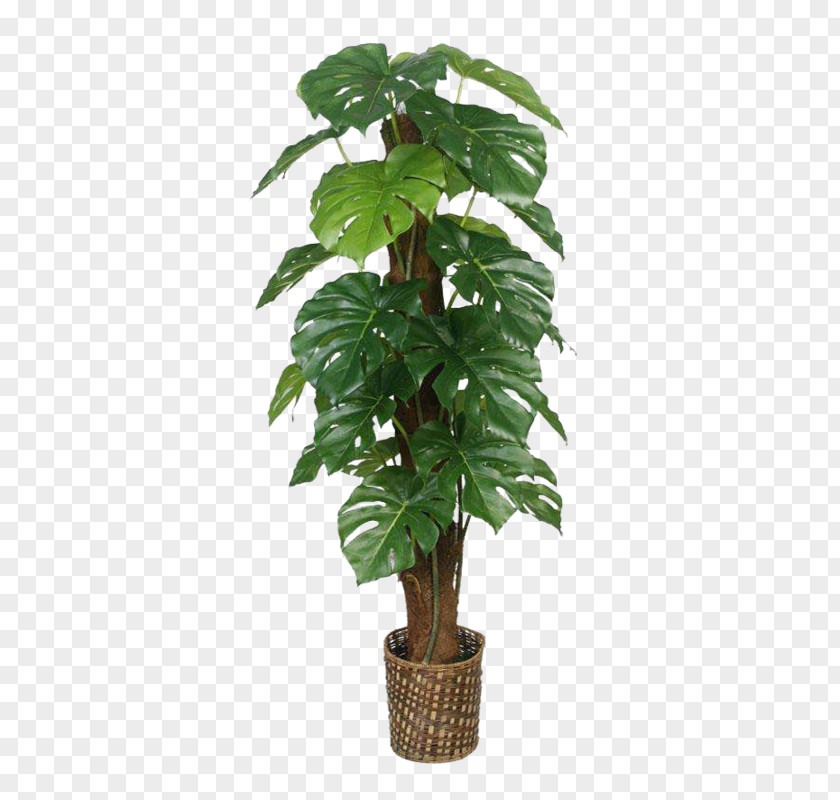 Leaf Fiddle-leaf Fig Houseplant Aquatic Plants PNG