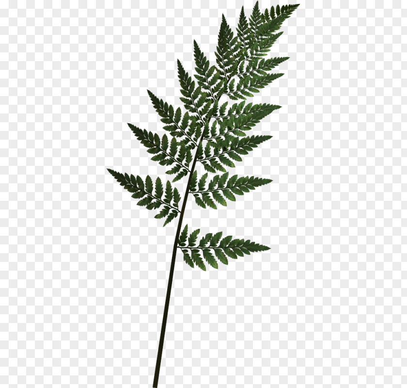 Leaf Vascular Plant Fern Tree PNG