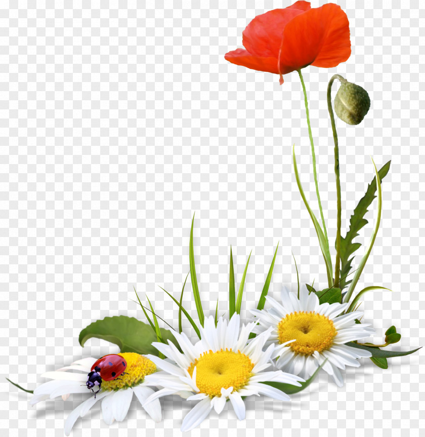 Lily German Chamomile Clip Art PNG