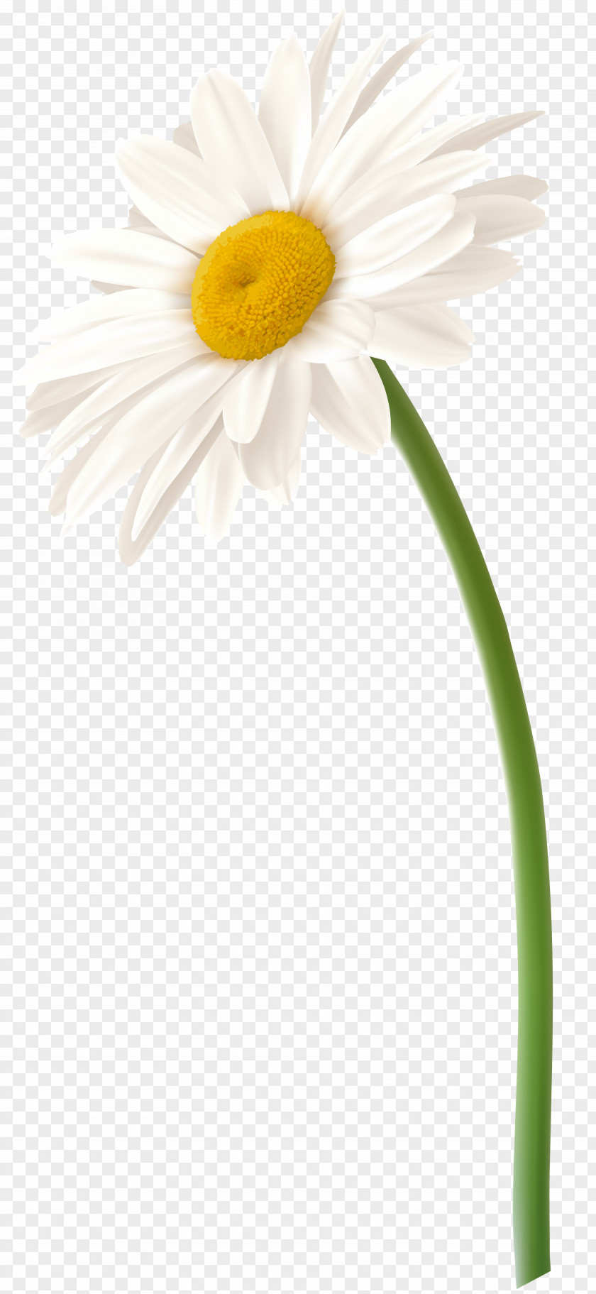 Chamomile Roman Flower Oxeye Daisy Family Transvaal PNG