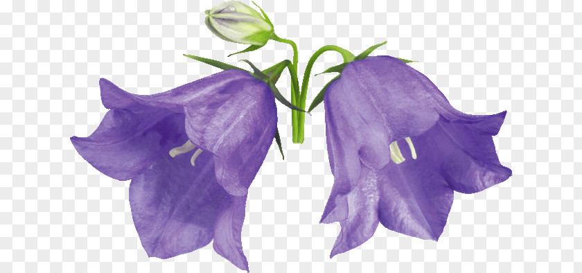 Flower Harebell Glockenspiel Drawing Violet PNG