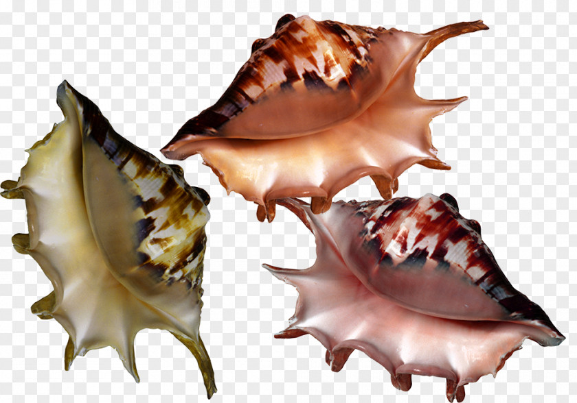 Conch Shell Material Seashell Molluscs Clip Art PNG