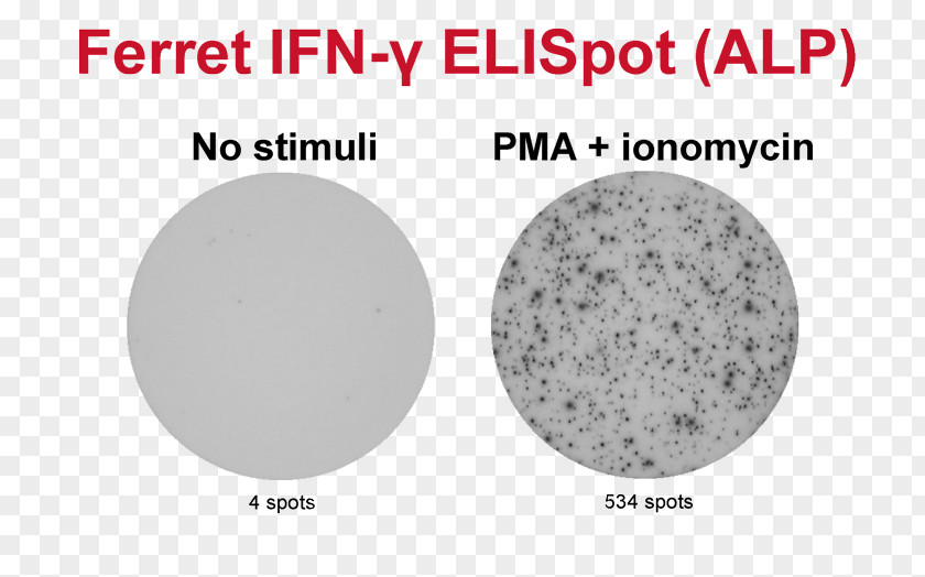 ELISPOT Granzyme Assay B Cell T PNG