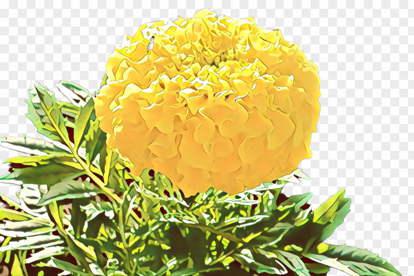 Herbaceous Plant English Marigold Flowers Background PNG