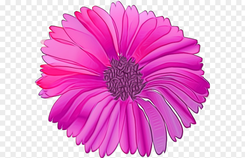 Ice Plant Family China Aster Watercolor Pink Flowers PNG