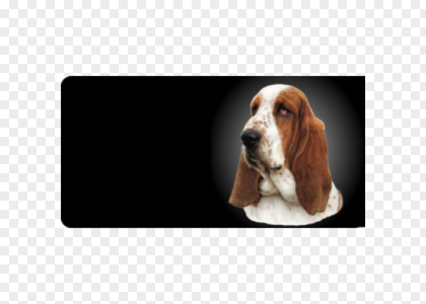 Puppy Basset Hound Artésien Normand Dog Breed Vehicle License Plates PNG
