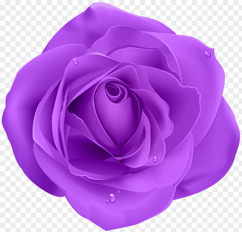 Purple Blue Rose Clip Art PNG