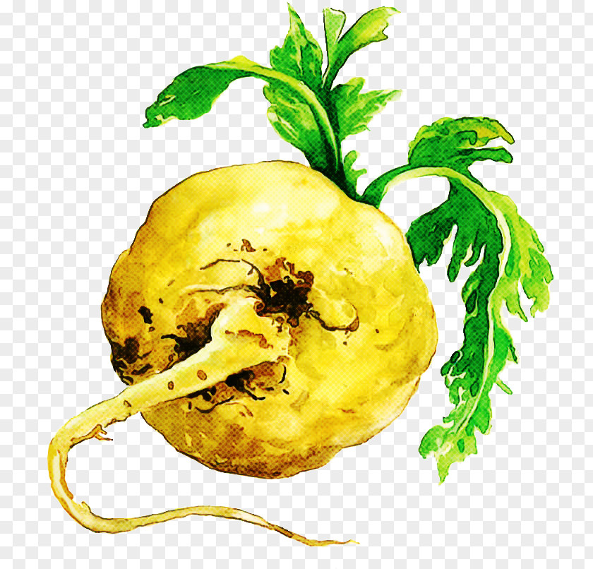 Vegetarian Food Vegetable Root Plant Lepidium Meyenii Tuber PNG