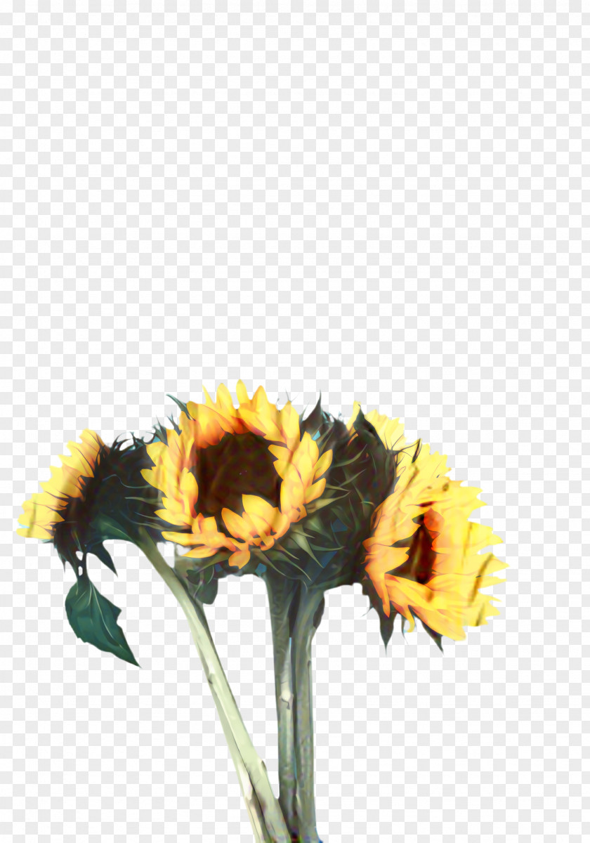 Calendula Daisy Family Floral Flower Background PNG