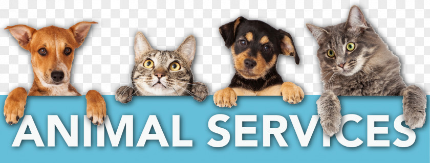Cat Dog Veterinarian Pet Clinique Vétérinaire PNG