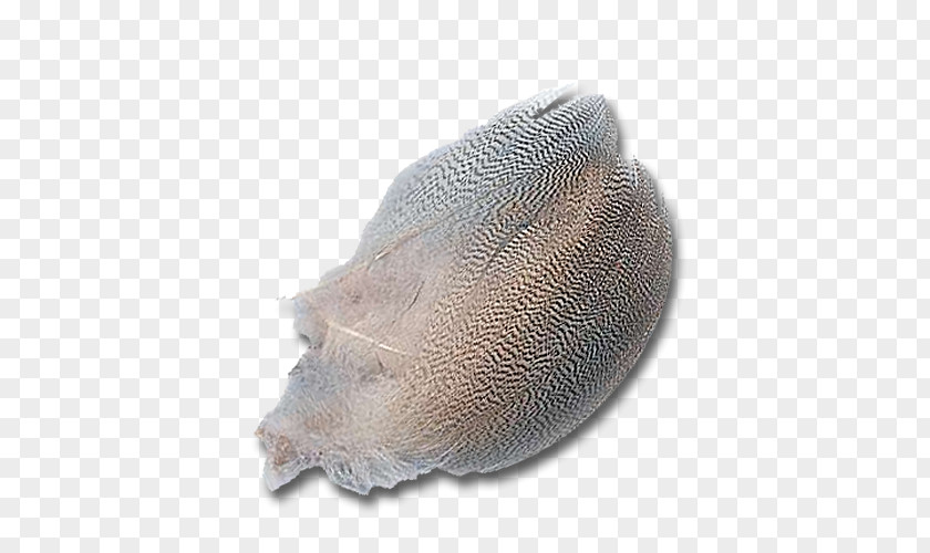 Duck Feather Snout PNG