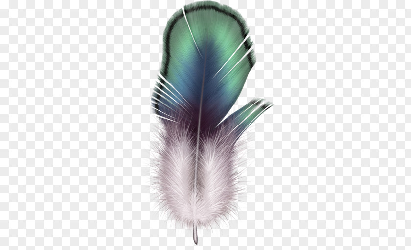 Feather Eagle Law PNG