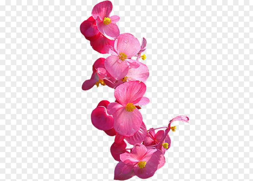 Flower Moth Orchids Cut Flowers PNG