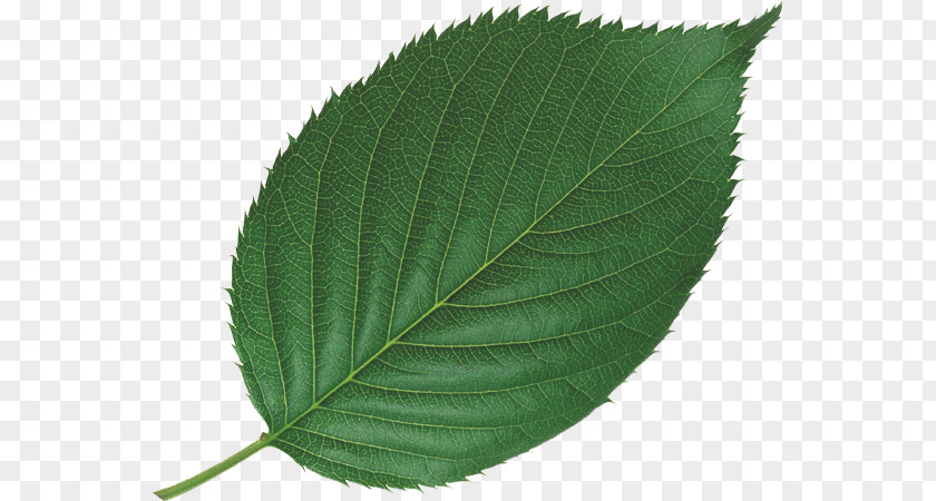 Leaves Leaf Bladnerv Plant Mint Tree PNG
