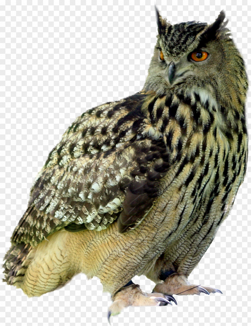 Owl Barred Bird Of Prey Great Horned PNG