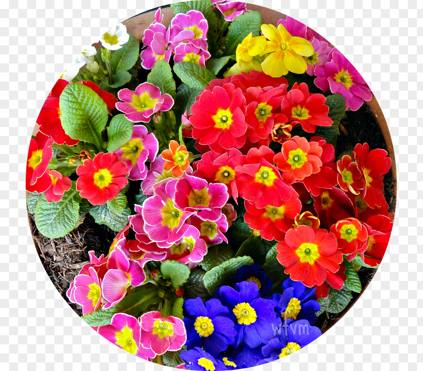 Rip Van Winkle Primrose Begonia Annual Plant Magenta Flowerpot PNG