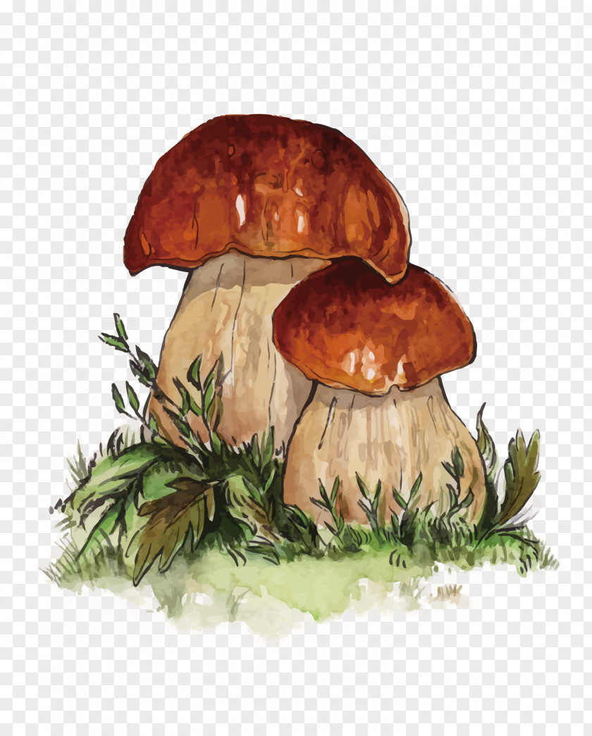 Vector Two Mushrooms Penny Bun Edible Mushroom Fungus PNG
