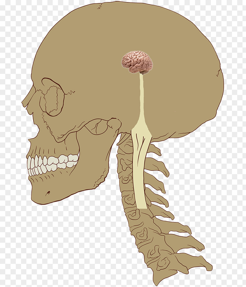 Brain Central Nervous System Nerve Human Body PNG