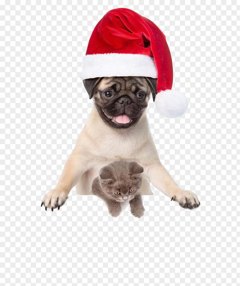 Curious Cats And Dogs French Bulldog Pug Puppy Kitten PNG