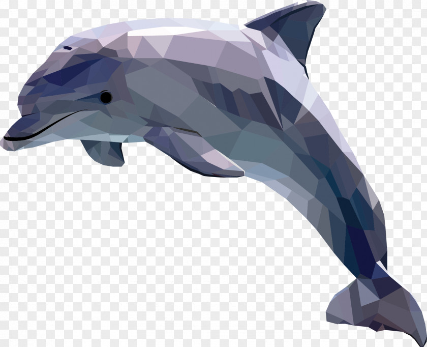 Dolphin Art Drawing PNG