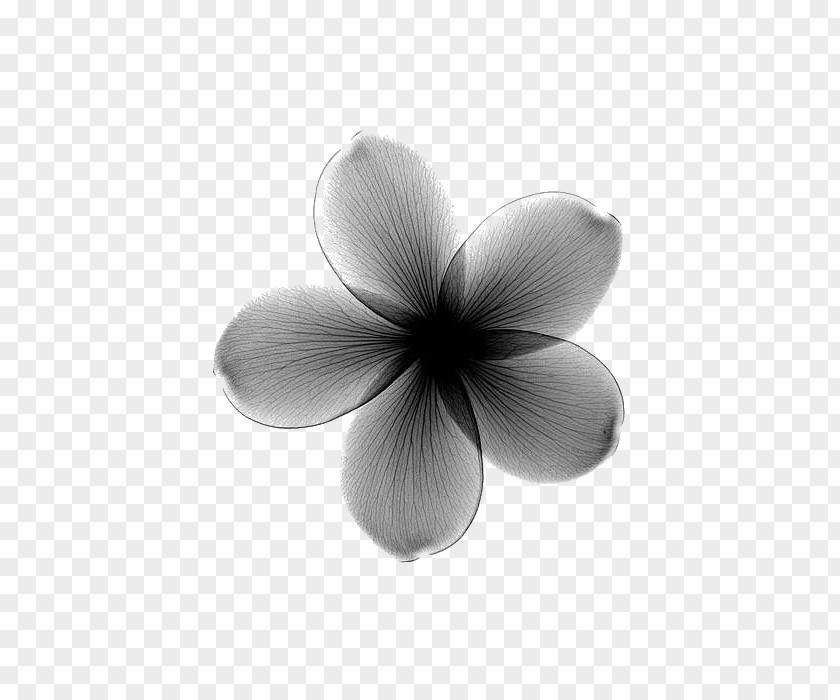 Hazy Black Flowers Towel Flower X-ray Frangipani Lilium PNG