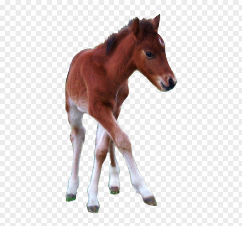 Mustang Foal Hackney Pony Horse Stallion PNG